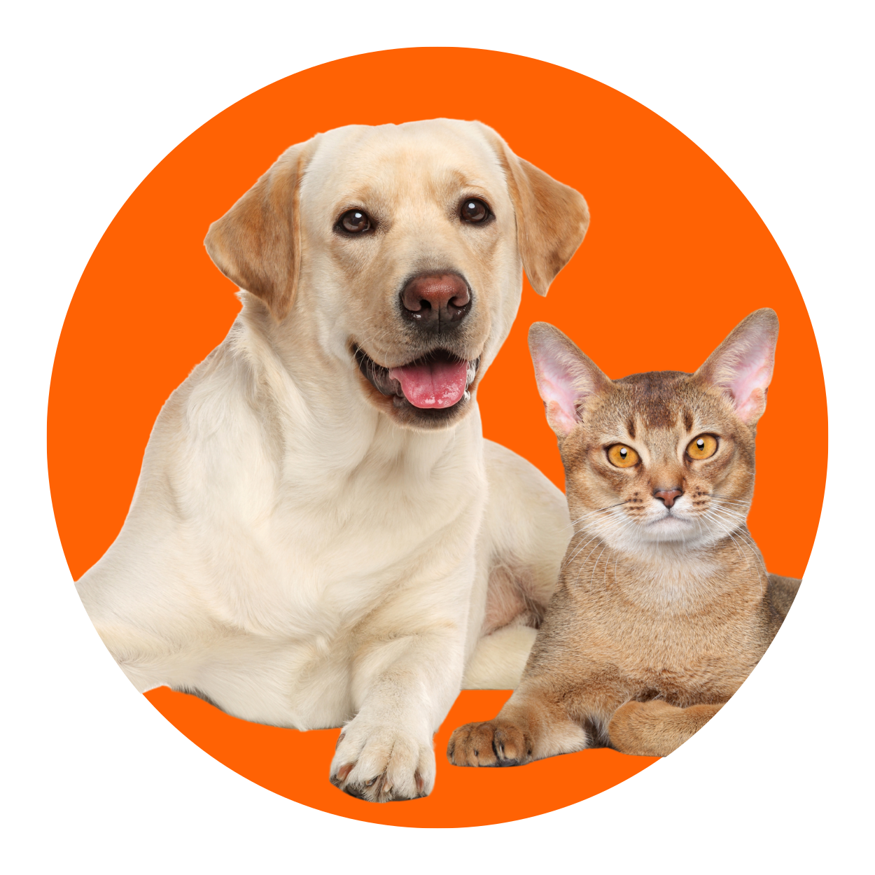 Pets