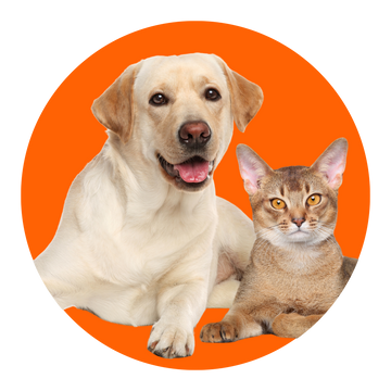 Pets